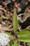 Swamp milkweed